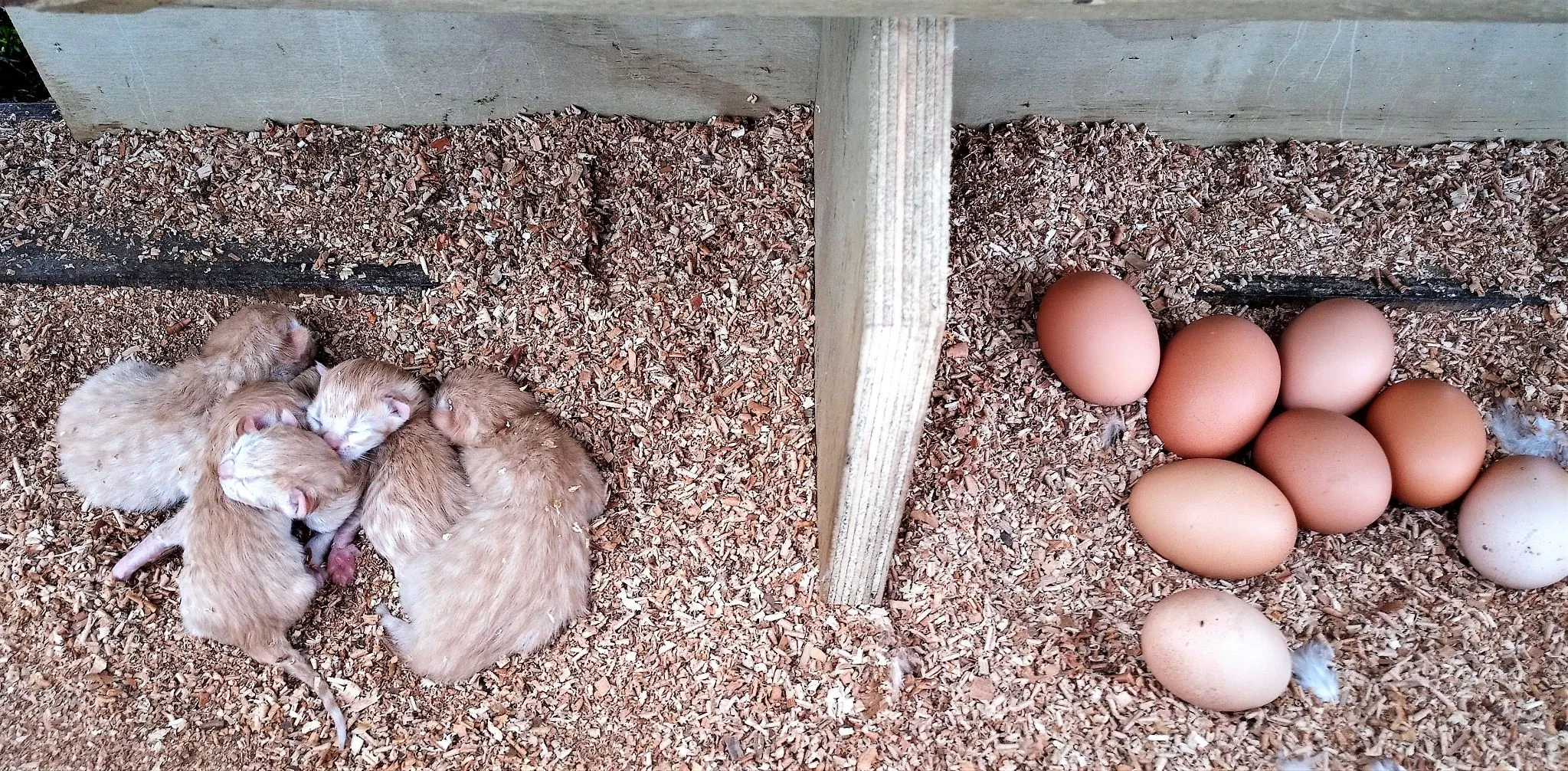 J10.2 wild cats kittens in hen house laying box (1)